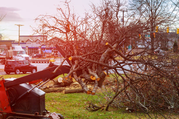 Best Fruit Tree Pruning  in Warr Acres, OK