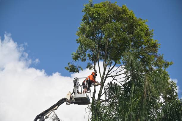 How Our Tree Care Process Works  in  Warr Acres, OK